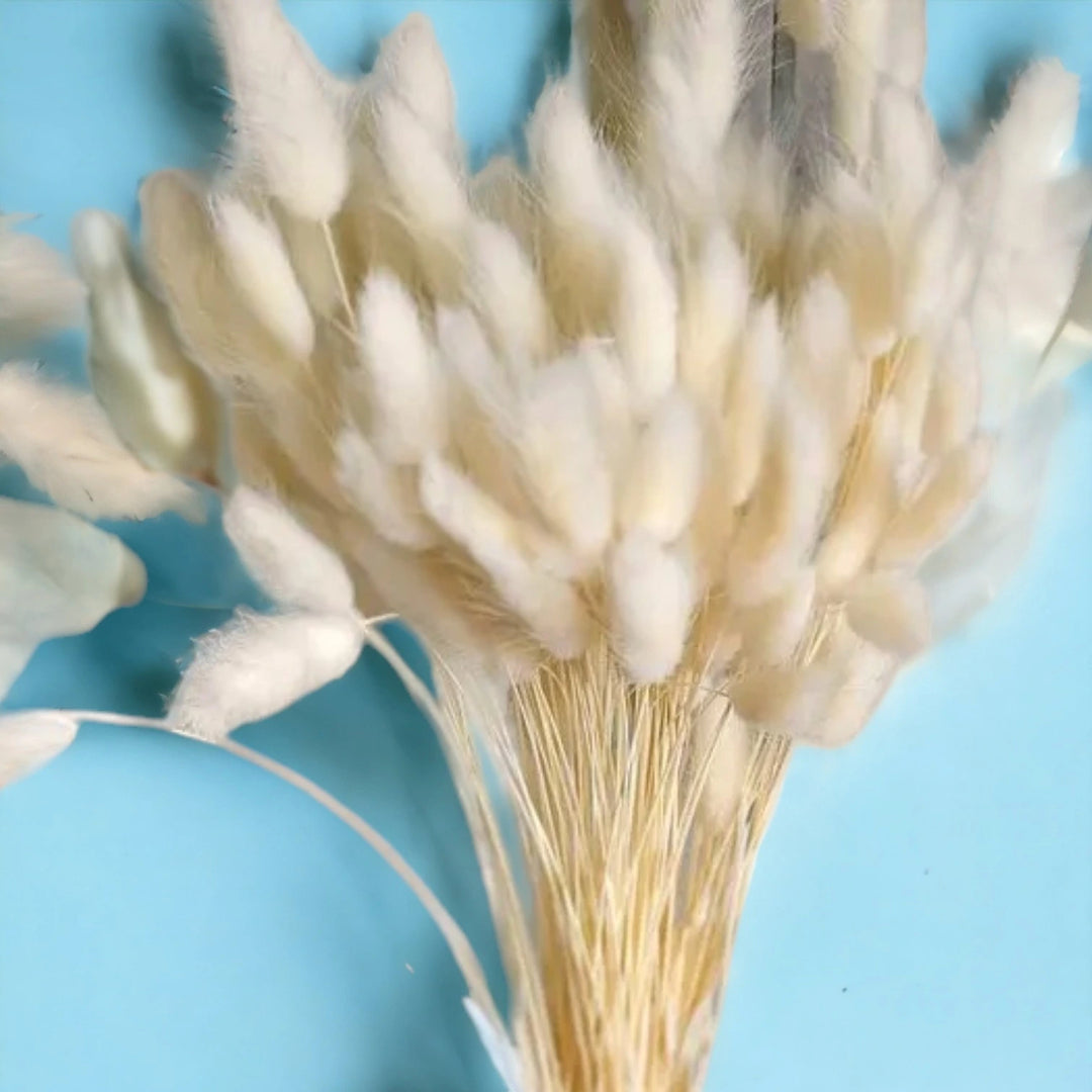 Lagurus - Set of 10 Stems