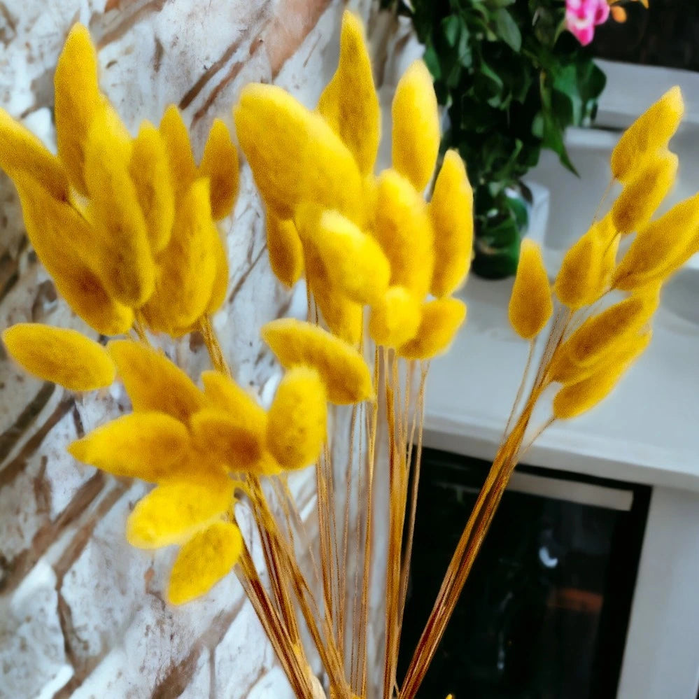 Lagurus - Set of 10 Stems