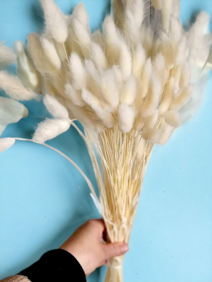 Lagurus - Set of 10 Stems