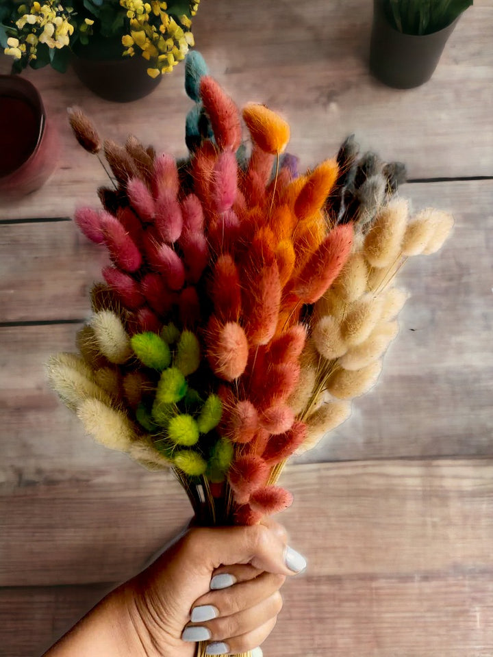 Lagurus - Set of 10 Stems