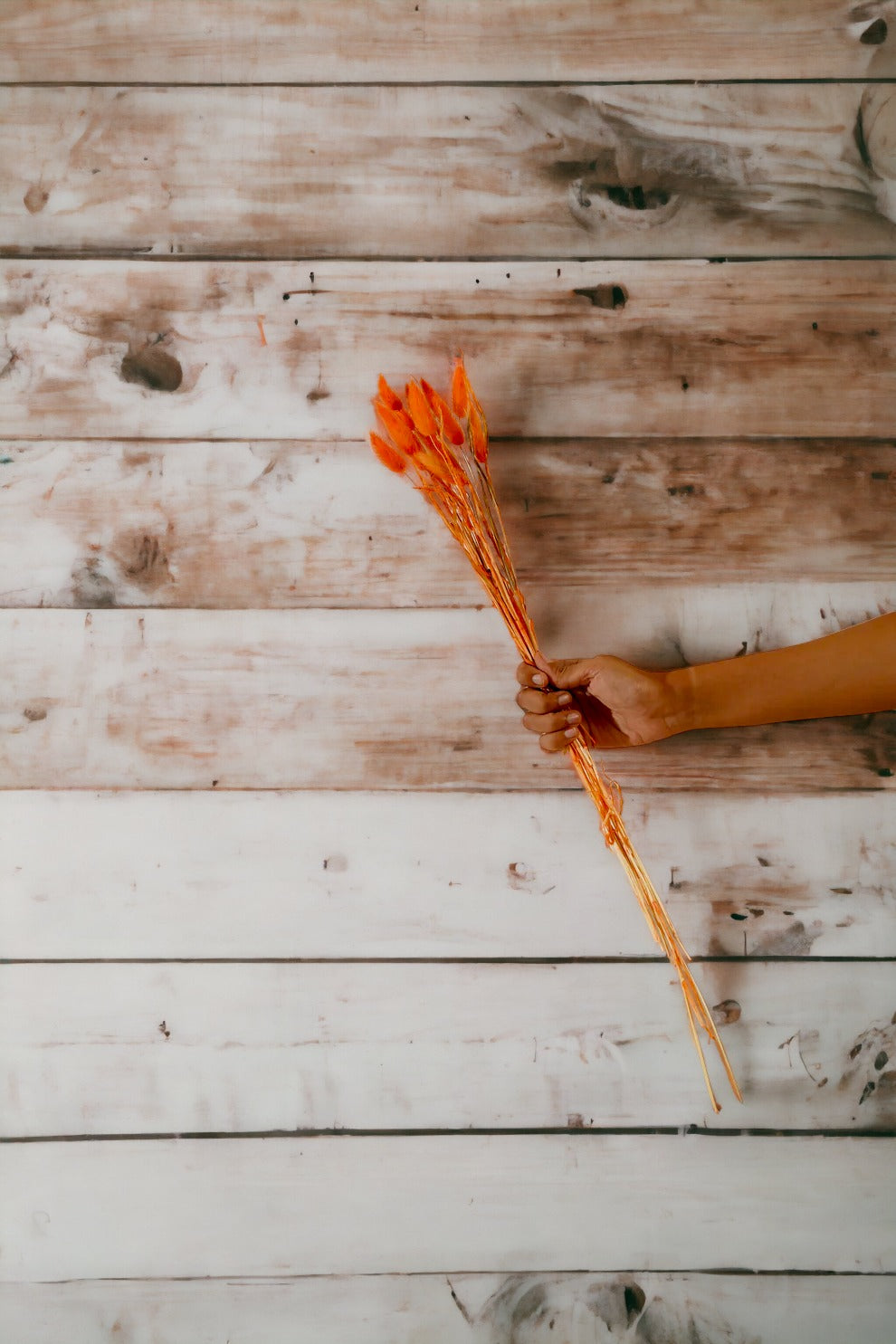 Lagurus - Set of 10 Stems