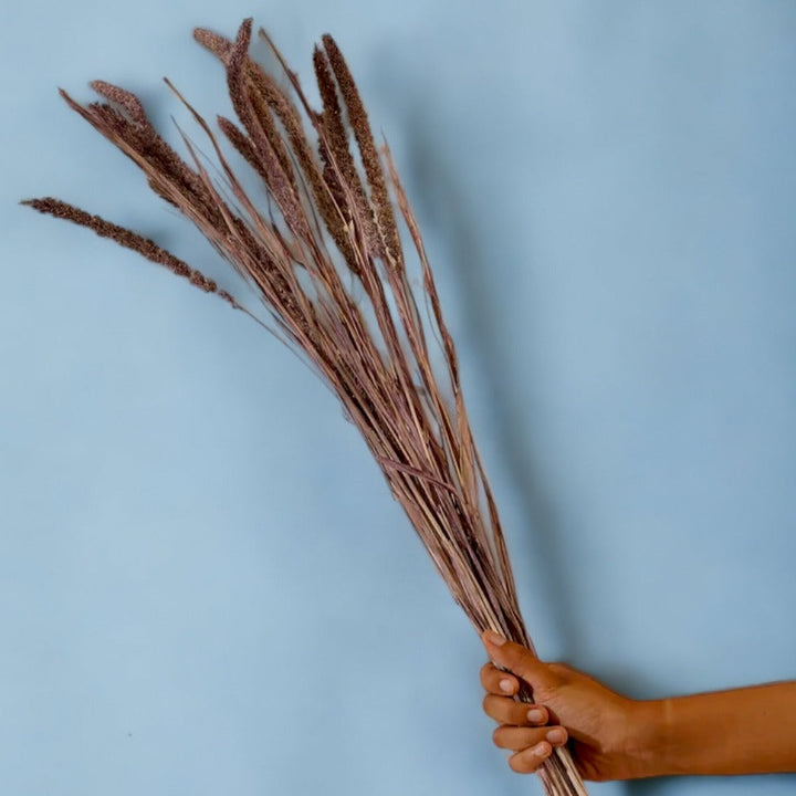 Dried Millet - Set of 20 Stems