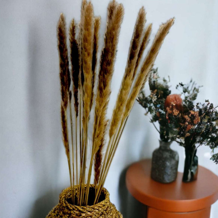 Dried Foxtail Grass - Set of 15 Stems