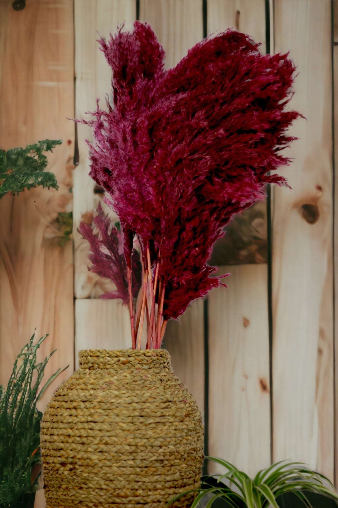 Pampas - Set of 10 stems